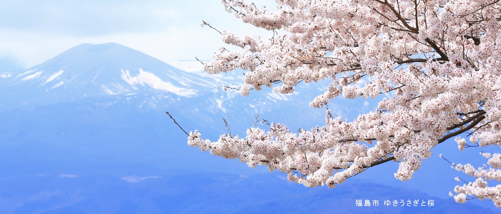 福島市「ゆきうさぎと桜」