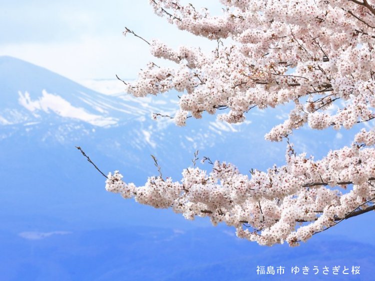 福島市「ゆきうさぎと桜」